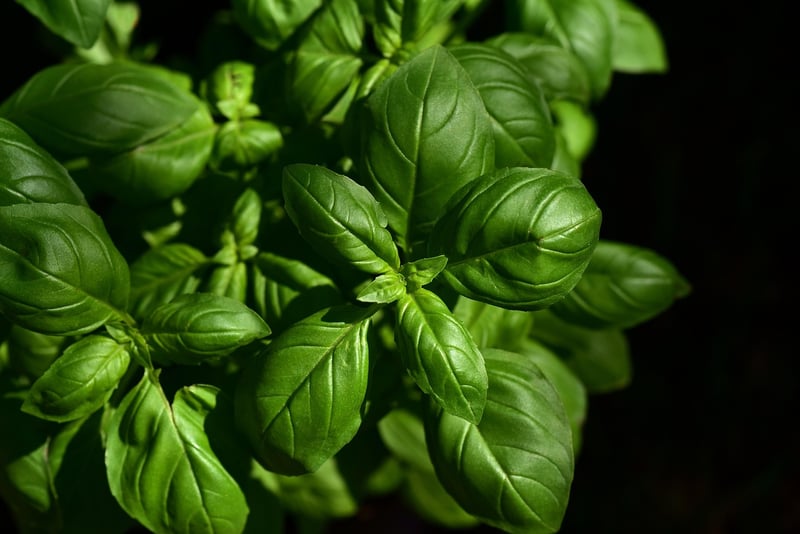 Seasonal Ingredients