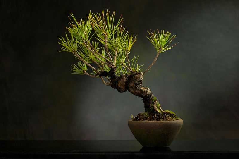 Whimsical Bonsai Tree Decor