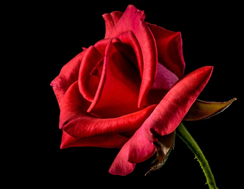 Bridal Flowers