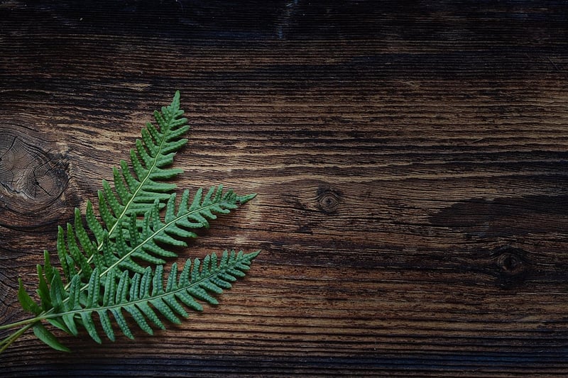 Botanical Print